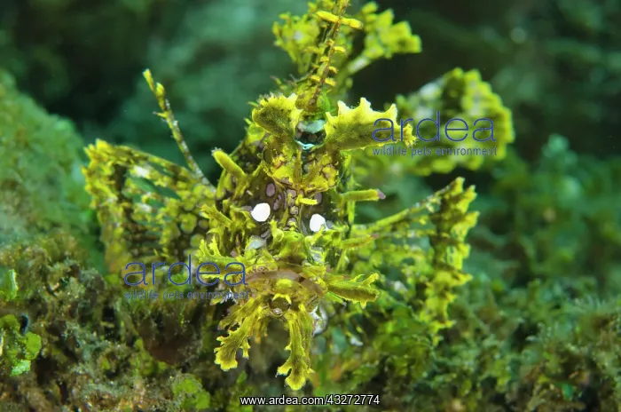 : 80197115 Weedy Scorpionfish Laha dive site, Ambon : 80197115 Weedy Scorpionfish Laha dive site, Ambon