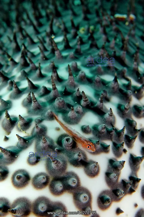: 80197117 Common Ghost Goby - amongst papillae of : 80197117 Common Ghost Goby - amongst papillae of