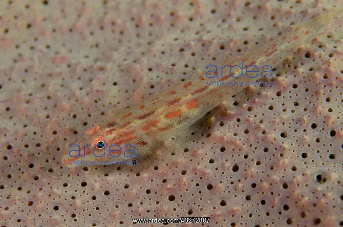 : 80197118 Fan-sponge Ghostgoby - on Elephant-ear : 80197118 Fan-sponge Ghostgoby - on Elephant-ear