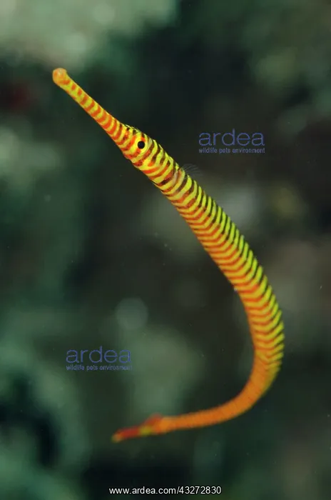 : 80197120 Yellow Banded Pipefish Laha dive site : 80197120 Yellow Banded Pipefish Laha dive site
