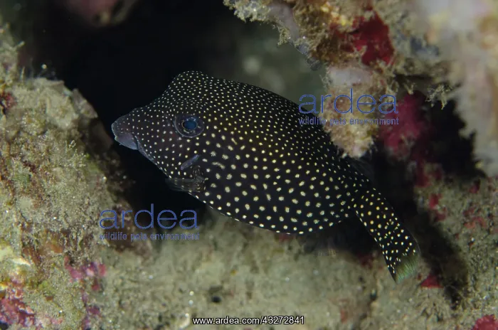 : 80197121 Spotted Boxfish Laha dive site, Ambon : 80197121 Spotted Boxfish Laha dive site, Ambon