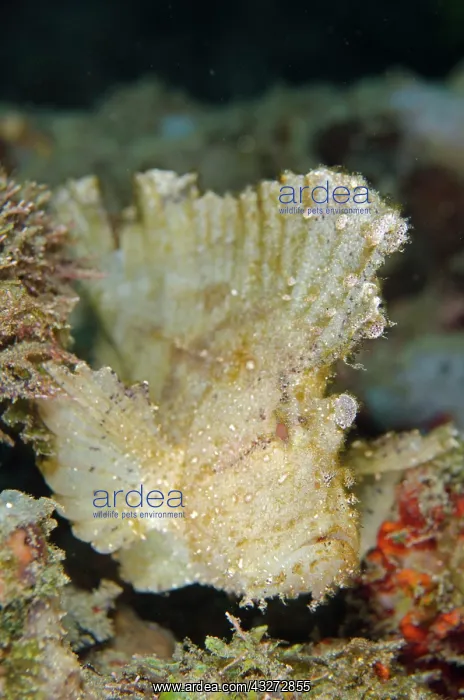  : 80197122 Leaf Scorpionfish Laha dive site, Ambon