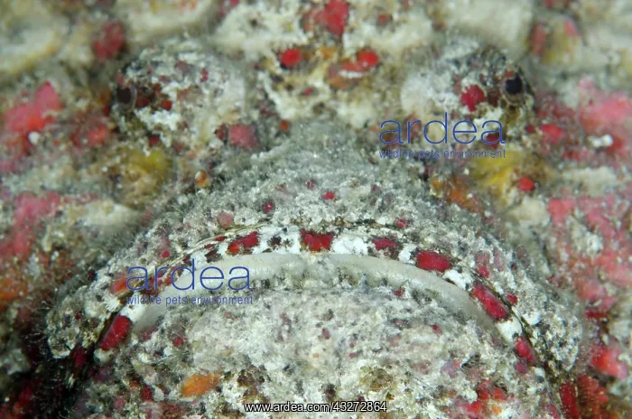 : 80197123 Reef Stonefish Suanggi dive site, Forgotten : 80197123 Reef Stonefish Suanggi dive site, Forgotten