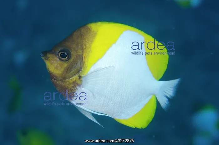 : 80197124 Pyramid Butterflyfish Batu Kapal dive site : 80197124 Pyramid Butterflyfish Batu Kapal dive site