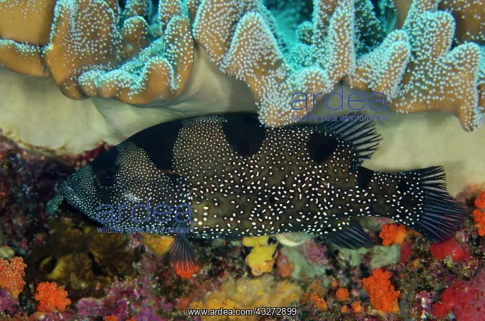 : 80197126 Spotted Soapfish - underneath soft coral : 80197126 Spotted Soapfish - underneath soft coral