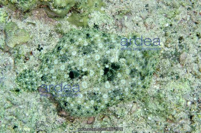 : 80197127 Peacock Flounder - camouiflaged on sea : 80197127 Peacock Flounder - camouiflaged on sea