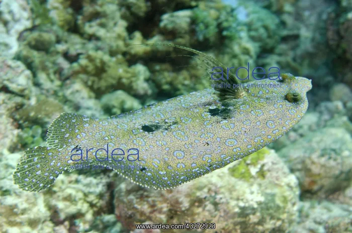 : 80197128 Peacock Flounder - swimming with erect : 80197128 Peacock Flounder - swimming with erect