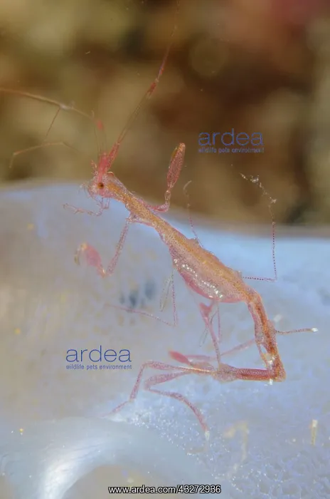 : 80197129 Skeleton Shrimp - on Sea Squirt during : 80197129 Skeleton Shrimp - on Sea Squirt during