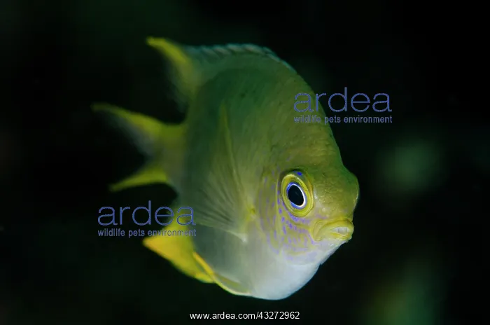 : 80197132 Golden Damsel Lampu Hijau dive site, Banda : 80197132 Golden Damsel Lampu Hijau dive site, Banda