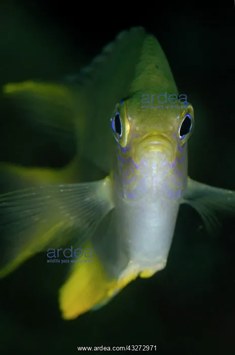 : 80197133 Golden Damsel - head-on view Lampu Hijau : 80197133 Golden Damsel - head-on view Lampu Hijau