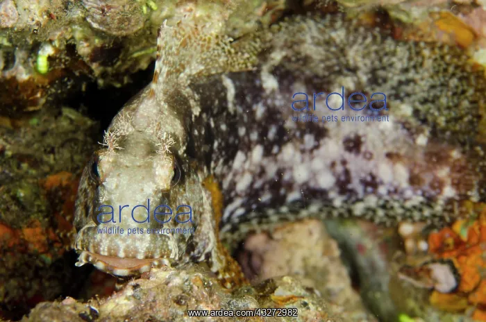 : 80197134 Ceram Blenny - dusk dive Maulana Hotel : 80197134 Ceram Blenny - dusk dive Maulana Hotel