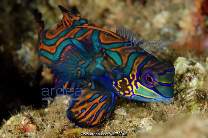 : 80197136 Mandarinfish - with ornate markings on : 80197136 Mandarinfish - with ornate markings on
