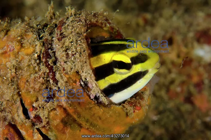 : 80197137 Striped Fangblenny - poking out from bottle : 80197137 Striped Fangblenny - poking out from bottle
