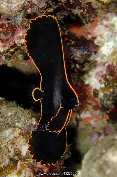  : 80197138 Pinnate Spadefish - juvenile with gold