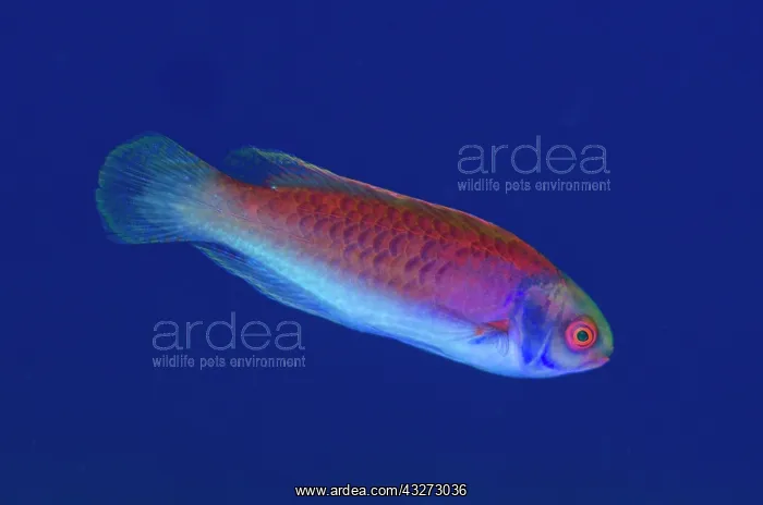 : 80197139 Solar Fairy-wrasse Manuk West dive site : 80197139 Solar Fairy-wrasse Manuk West dive site