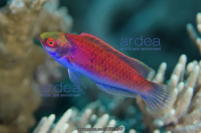 : 80197140 Solar Fairy-wrasse Manuk West dive site : 80197140 Solar Fairy-wrasse Manuk West dive site