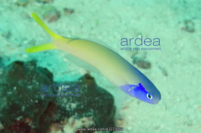 : 80197142 Bluehead Tilefish Batu Jatu dive site : 80197142 Bluehead Tilefish Batu Jatu dive site