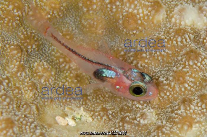 : 80197143 Solitary Cardinalfish - on coral during : 80197143 Solitary Cardinalfish - on coral during