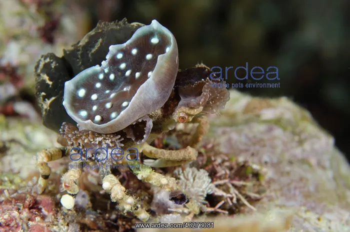 : 80197144 Corallimorph Decorator Crab - sitting on : 80197144 Corallimorph Decorator Crab - sitting on