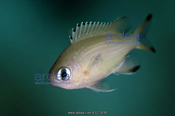 : 80197145 Scaly Chromis Kalbur dive site, Forgotten : 80197145 Scaly Chromis Kalbur dive site, Forgotten