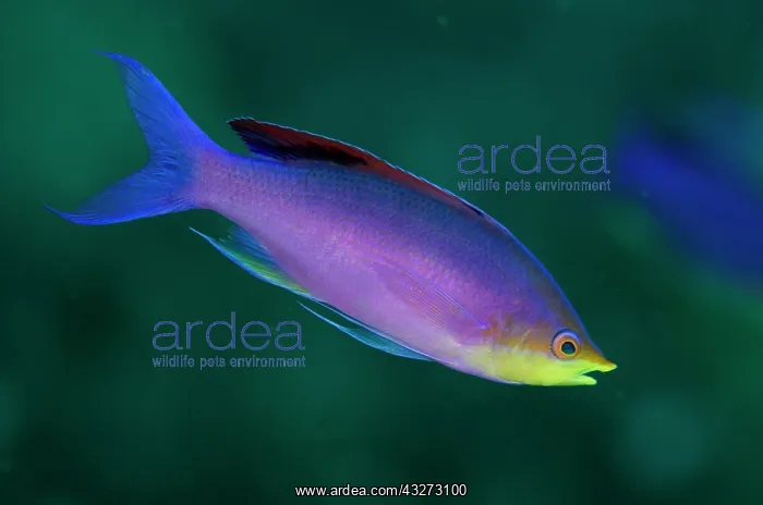 : 80197146 Purple Anthias - Nuptial male Kalbur dive : 80197146 Purple Anthias - Nuptial male Kalbur dive