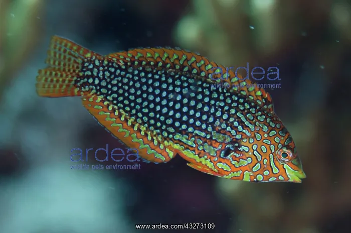 : 80197147 Ornate Wrasse Kalbur dive site, Forgotten : 80197147 Ornate Wrasse Kalbur dive site, Forgotten