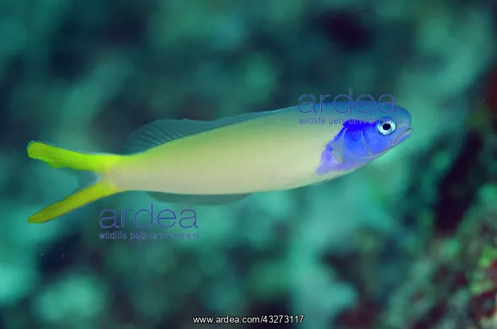 : 80197148 Bluehead Tilefish Kalbur dive site, Forgotten : 80197148 Bluehead Tilefish Kalbur dive site, Forgotten