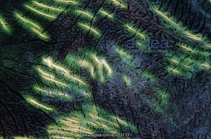 : 80197150 Fluted Giant Clam - mantle Kalbur dive : 80197150 Fluted Giant Clam - mantle Kalbur dive