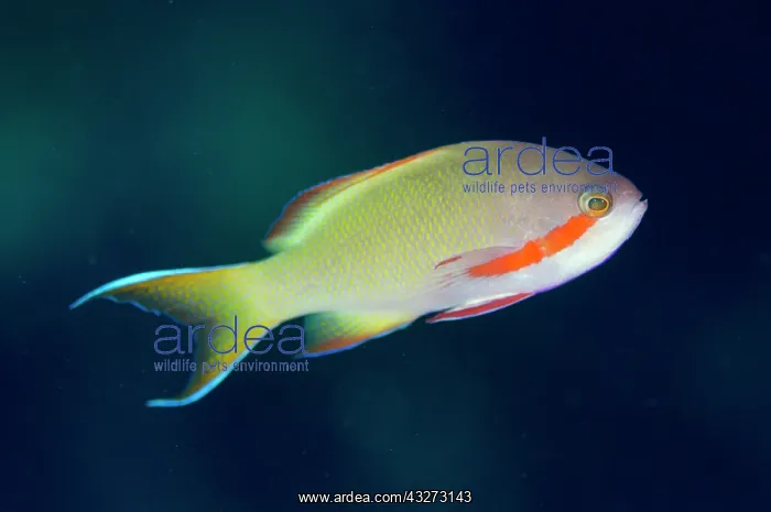 : 80197151 Threadfin Anthias Kalbur dive site, Kalbur : 80197151 Threadfin Anthias Kalbur dive site, Kalbur