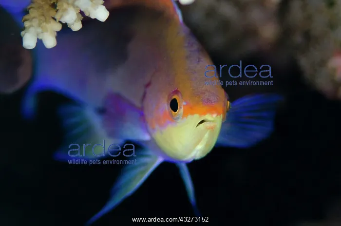  : 80197152 Purple Anthias - Female head-on view Kalbur
