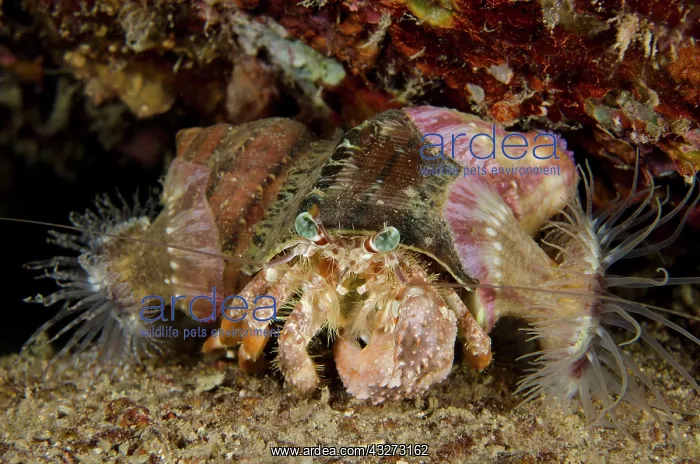 : 80197153 Anemone Hermit Crab - with anemones (Calliactis : 80197153 Anemone Hermit Crab - with anemones (Calliactis