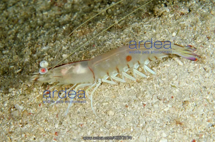  : 80197154 Western King Prawn - on sand during night