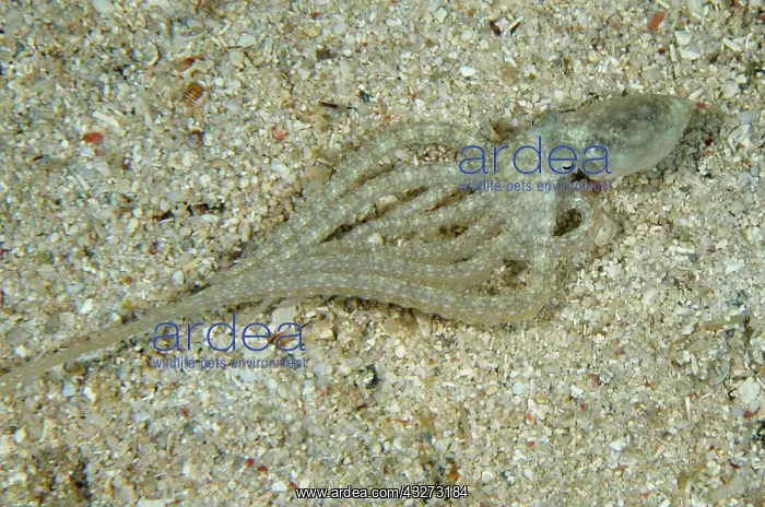 : 80197155 Long-armed Octopus - adopting defensive : 80197155 Long-armed Octopus - adopting defensive