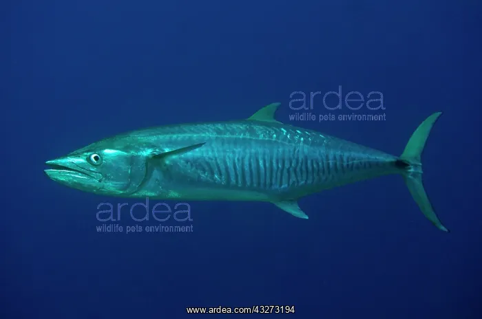  : 80197157 Narrow Barred Spanish Mackerel Wotap Slope