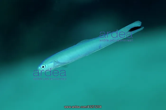 : 80197158 Spot-tail Dartfish Wotap Slope dive site : 80197158 Spot-tail Dartfish Wotap Slope dive site