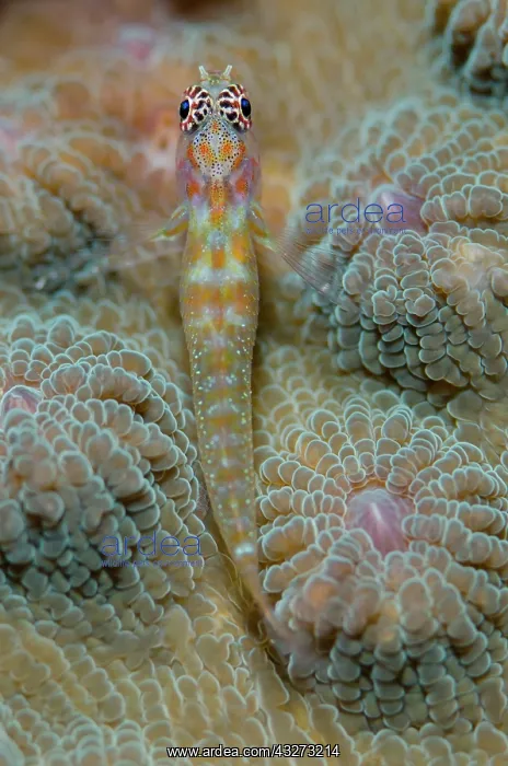 : 80197159 Spotted Pygmygoby - on hard coral Pelican : 80197159 Spotted Pygmygoby - on hard coral Pelican