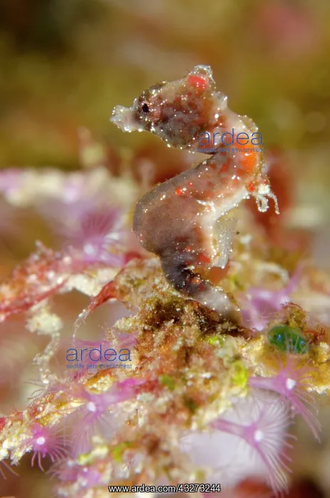 : 80197162 Pygmy Pontohi Seahorse - with purple coral : 80197162 Pygmy Pontohi Seahorse - with purple coral
