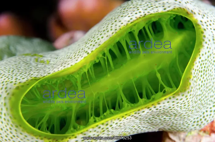 : 80197163 Green Tunicate Ngursituli dive site, Forgotten : 80197163 Green Tunicate Ngursituli dive site, Forgotten