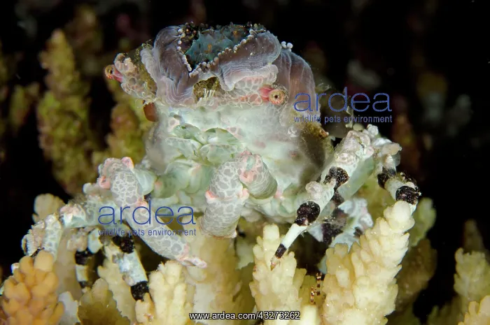 : 80197164 Corallimorph Decorator Crab - sitting on : 80197164 Corallimorph Decorator Crab - sitting on