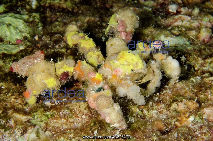 : 80197165 Blunt Decorator Crab - camouflaged Ngursituli : 80197165 Blunt Decorator Crab - camouflaged Ngursituli