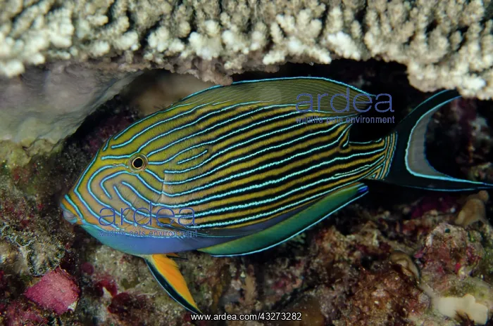 : 80197166 Striped Surgeonfish Ngursituli dive site : 80197166 Striped Surgeonfish Ngursituli dive site