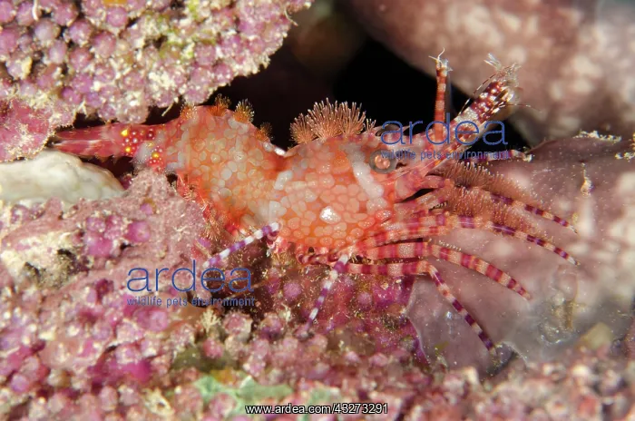 : 80197167 Common Marbled Shrimp - on hard coral : 80197167 Common Marbled Shrimp - on hard coral