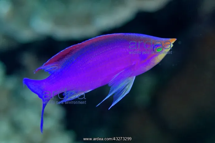: 80197168 Purple Anthias - Nuptial male Dai North : 80197168 Purple Anthias - Nuptial male Dai North