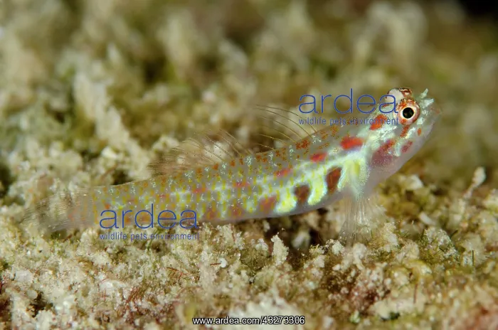 : 80197169 Spotted Dwarfgoby Dai North dive site : 80197169 Spotted Dwarfgoby Dai North dive site