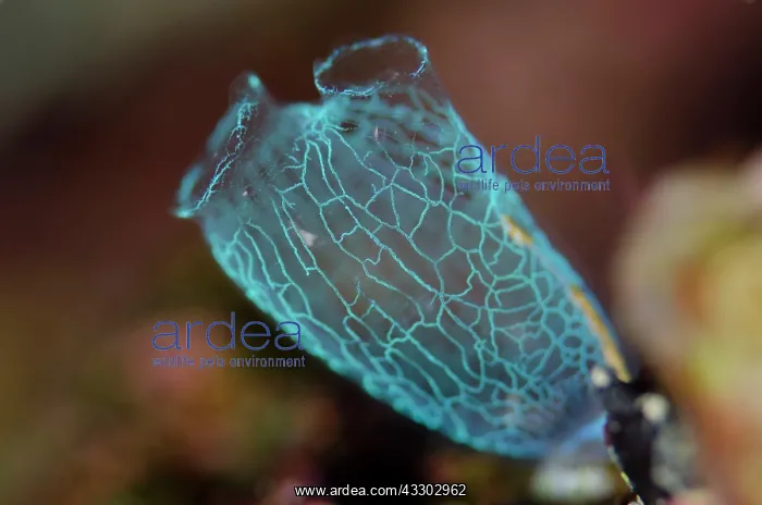: 80197170 Sea Squirt Dai North dive site, Forgotten : 80197170 Sea Squirt Dai North dive site, Forgotten