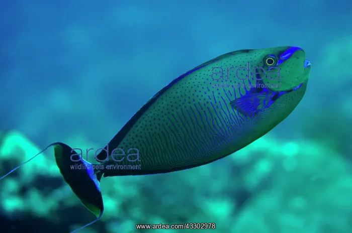 : 80197171 Bignose Unicornfish Dewara Slope dive site : 80197171 Bignose Unicornfish Dewara Slope dive site