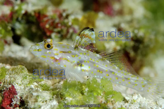 : 80197172 Large Sandgoby - with erect fin Dewara : 80197172 Large Sandgoby - with erect fin Dewara