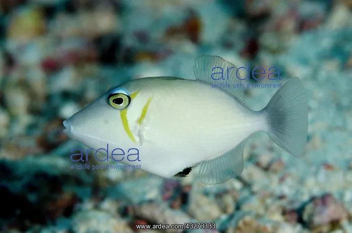 : 80197174 Scythe Triggerfish Tanjung Selu dive site : 80197174 Scythe Triggerfish Tanjung Selu dive site