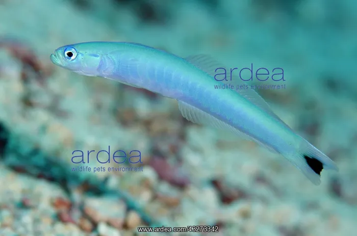 : 80197175 Spot-tail Dartfish Tanjung Selu dive site : 80197175 Spot-tail Dartfish Tanjung Selu dive site