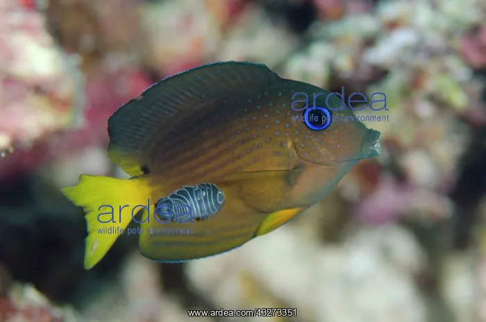 : 80197176 Pale-lipped Surgeonfish - juvenile with : 80197176 Pale-lipped Surgeonfish - juvenile with